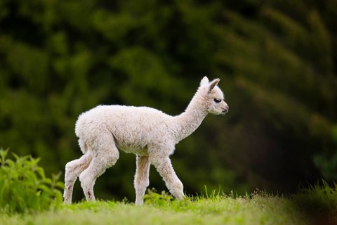 One young Alpaca (Vicugna pacos) stands on a fresh green meadow . A green forest in the distant