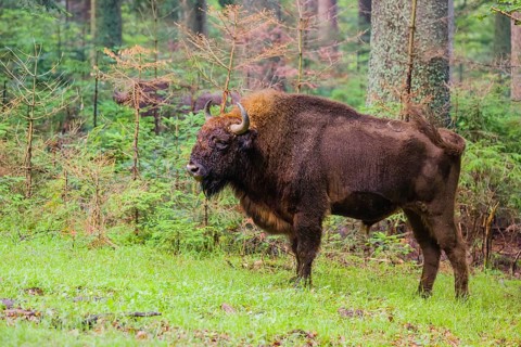 An adult male European bison (Bison bonasus) stands in a clearing in a dense forest