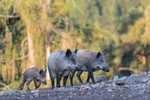 Three adult wild boar or wild pig (Sus scrofa) walking over an opening with a green forest in the