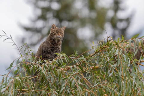 One European wildcat, Felis silvestris silvestris, sitting in a green weeping willow tree. Green