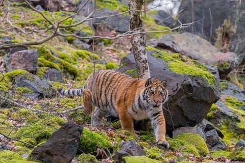 One young female Siberian Tiger, Panthera tigris altaica, walking between rocks in a forest