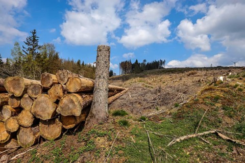 27.04.2022, Hilchenbach, North Rhine-Westphalia, Germany, Forest dieback in the Siegen-Wittgenstein