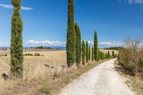Long half avenue with columnar cypresses (Cupressus sempervirens), in the background a single
