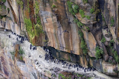 Guillemot (Uria aalge) and razorbill (Alca torda), small colony on a rock band in an overgrown