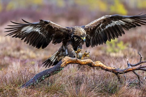 European golden eagle (Aquila chrysaetos chrysaetos) landing on branch with spread wings in