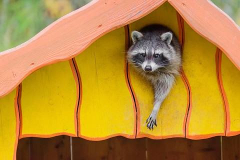 A raccoon, Procyon lotor, is looking out of a yellow house, his home in a wildlife park