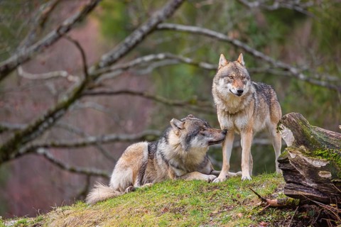 Two eurasian gray wolves (Canis lupus lupus), the alpha couple, stand on top of a small hill. He