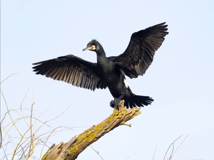 Common Cormorant (Phalacrocorax carbo), adult male in breeding plumage, perched on a dead tree