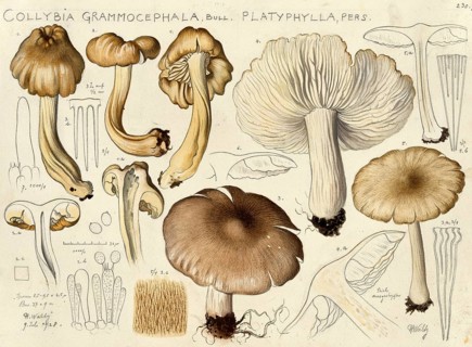 Mushroom, fungi, Collybia grammocephala and broad-leafed platyphylla, also known as broad-leafed