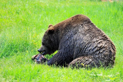 Eurasian brown bear (Ursus arctos arctos), adult, female, feeding on carrion, in summer, Bavarian