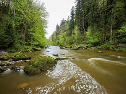 European beech trees shedding leaves, in the foreground moss-covered stones on the river Sihl,