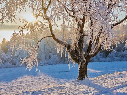 Tree in the rough in the light of the rising sun, behind the sea of fog over the Reuss valley,
