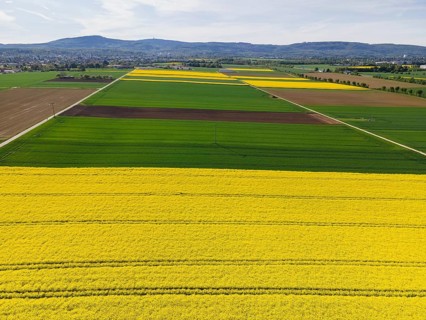 The Taunus ridge rises behind blossoming rape fields. (Aerial view with a drone), Frankfurt am