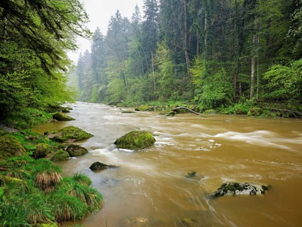 European beech trees shedding leaves, in the foreground moss-covered stones on the river Sihl,