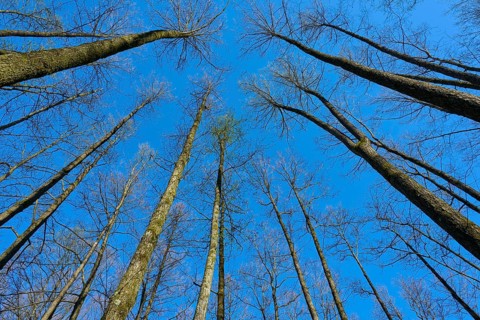 High alder trees with leafless branches in front of a clear blue sky, creates a natural atmosphere,