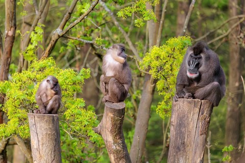 Three Drills (Mandrillus leucophaeus), a male and two females, sit high up on the three stumps of a