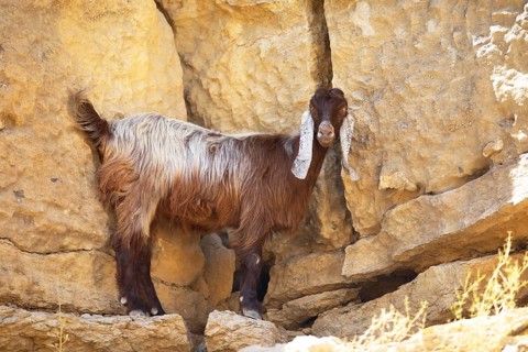 Goat (Capra aegagrus hircus) with floppy ears in Wadi Bani Khalid, Shamal ash-Sharqiyya district,