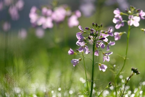 Meadowfoam (Cardamine) on a spring meadow, April, Germany, Europe