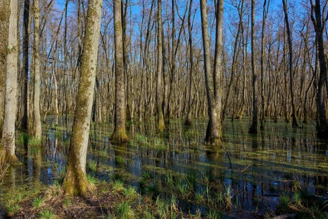 Riparian forest with trees under a clear blue sky, alders, spring, nature reserve Rote Lache by