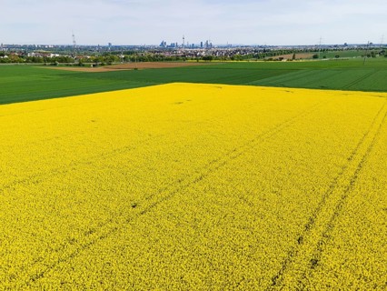 Behind blossoming rapeseed fields and the A5 motorway lie the Frankfurt districts of Kalbach and
