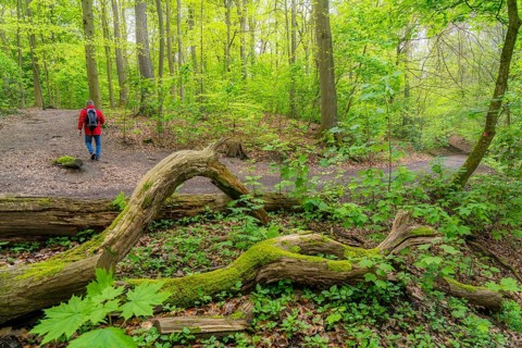Symbolic image Hiking with smartphone and hiking app, navigation on hiking trails, digital hiking