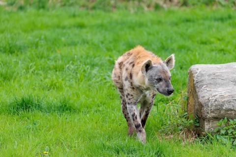 An adult male Spotted Hyena (Crocuta crocuta) runs across a green meadow