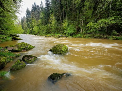 European beech trees shedding leaves, in the foreground moss-covered stones on the river Sihl,