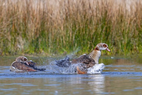 Egyptian goose (Alopochen aegyptiaca) male splashing water while flapping wings in pond in spring