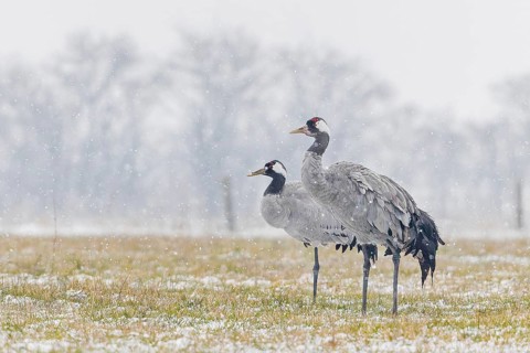 Common crane (Grus grus), also Eurasian crane, migratory bird, resting bird, breeding bird, pair,