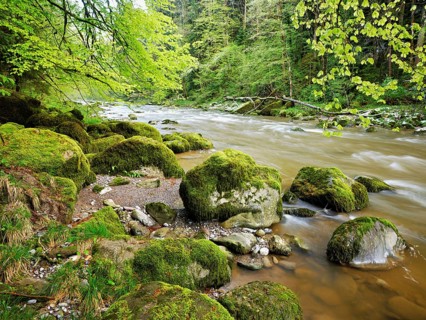 European beech trees shedding leaves, in the foreground moss-covered stones on the river Sihl,