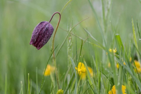 Chequerboard flowers (Fritillaria meleagris), Lower Saxony, Germany, Europe