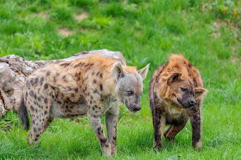 Two adult spotted hyenas (Crocuta crocuta), one male and one female, display courtship behaviour