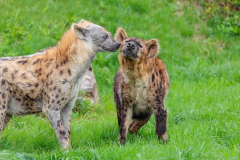 Two adult spotted hyenas (Crocuta crocuta), one male and one female, display courtship behavior