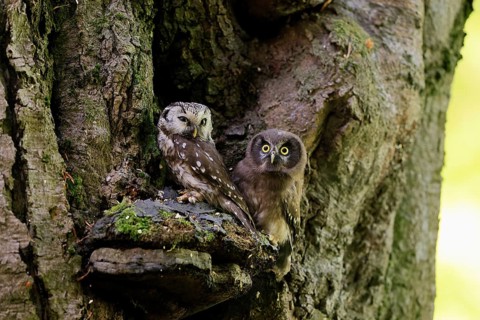 Great Horned Owl (Aegolius funereus), Great Horned Owl, adult, juvenile, on tree, on guard,