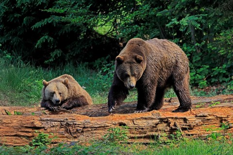 Eurasian brown bear (Ursus arctos arctos), adult, female, young, resting, social behaviour, in