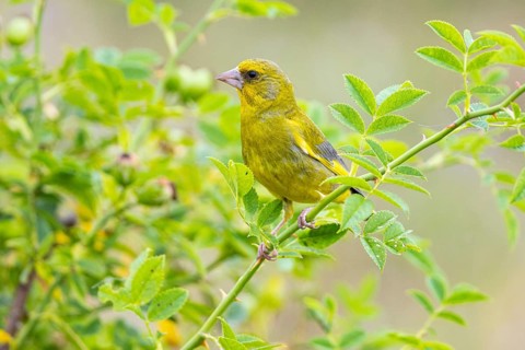 Greenfinch (Carduelis chloris) Germany