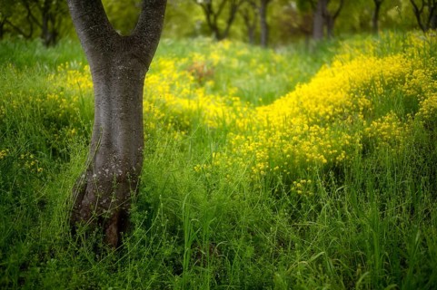 Old trees blooming in spring among yellow cypress spurge flowers (Euphorbia cyparissias)