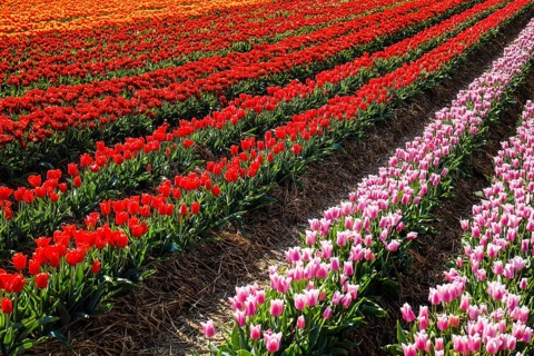 Tulips blooming in a tulip field, Grevenbroich, North Rhine-Westphalia, Germany, Europe