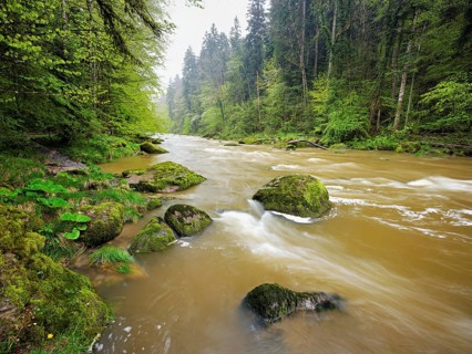 European beech trees shedding leaves, in the foreground moss-covered stones on the river Sihl,
