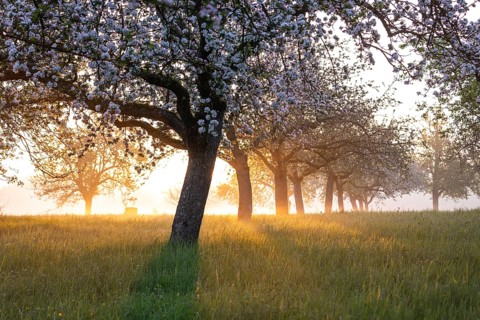 Fresh blossom, morning light, ground mist... simply magical! Foothills orchard meadow in bloom -