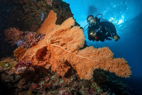Underwater photo of diver scuba diving looking at large fan coral (Anella mollis) horn coral