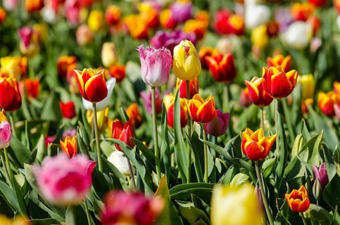 Tulips blooming in a tulip field, Grevenbroich, North Rhine-Westphalia, Germany, Europe