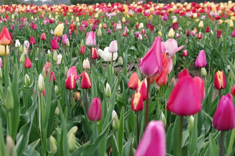 Tulips (Tulipa), Tulip bed, colourful, Cut flowers, Planting, A colourful tulip bed in spring