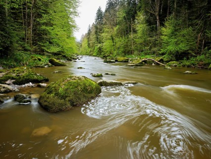European beech trees shedding leaves, in the foreground moss-covered stones on the river Sihl,