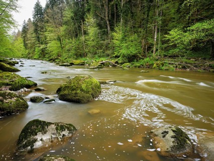 European beech trees shedding leaves, in the foreground moss-covered stones on the river Sihl,