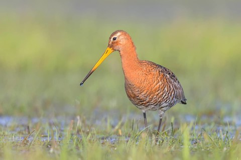 Black-tailed godwit (Limosa limosa) foraging in wet meadow, snipe birds, wildlife, nature