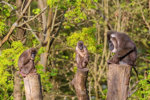 Three Drills (Mandrillus leucophaeus), a male and two females, sit high up on the three stumps of a