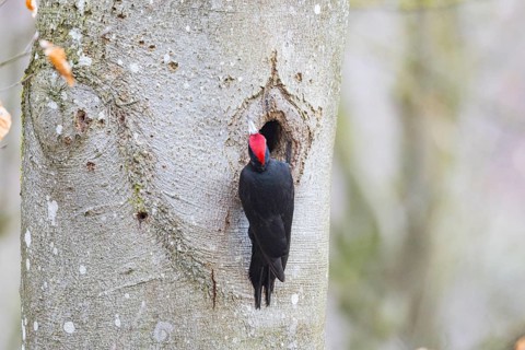 Black woodpecker (Dryocopus martius) ml Germany