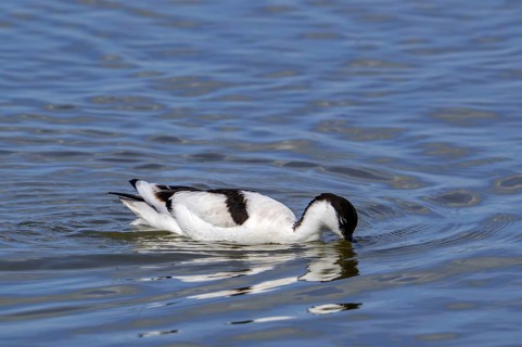 Pied avocet (Recurvirostra avosetta) feeding, foraging in shallow water of pond