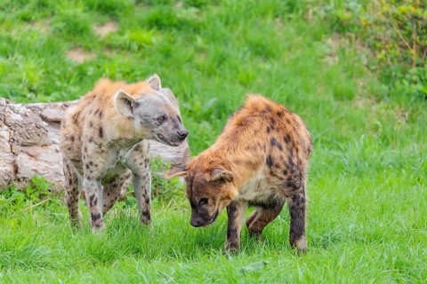 Two adult spotted hyenas (Crocuta crocuta), one male and one female, display courtship behaviour